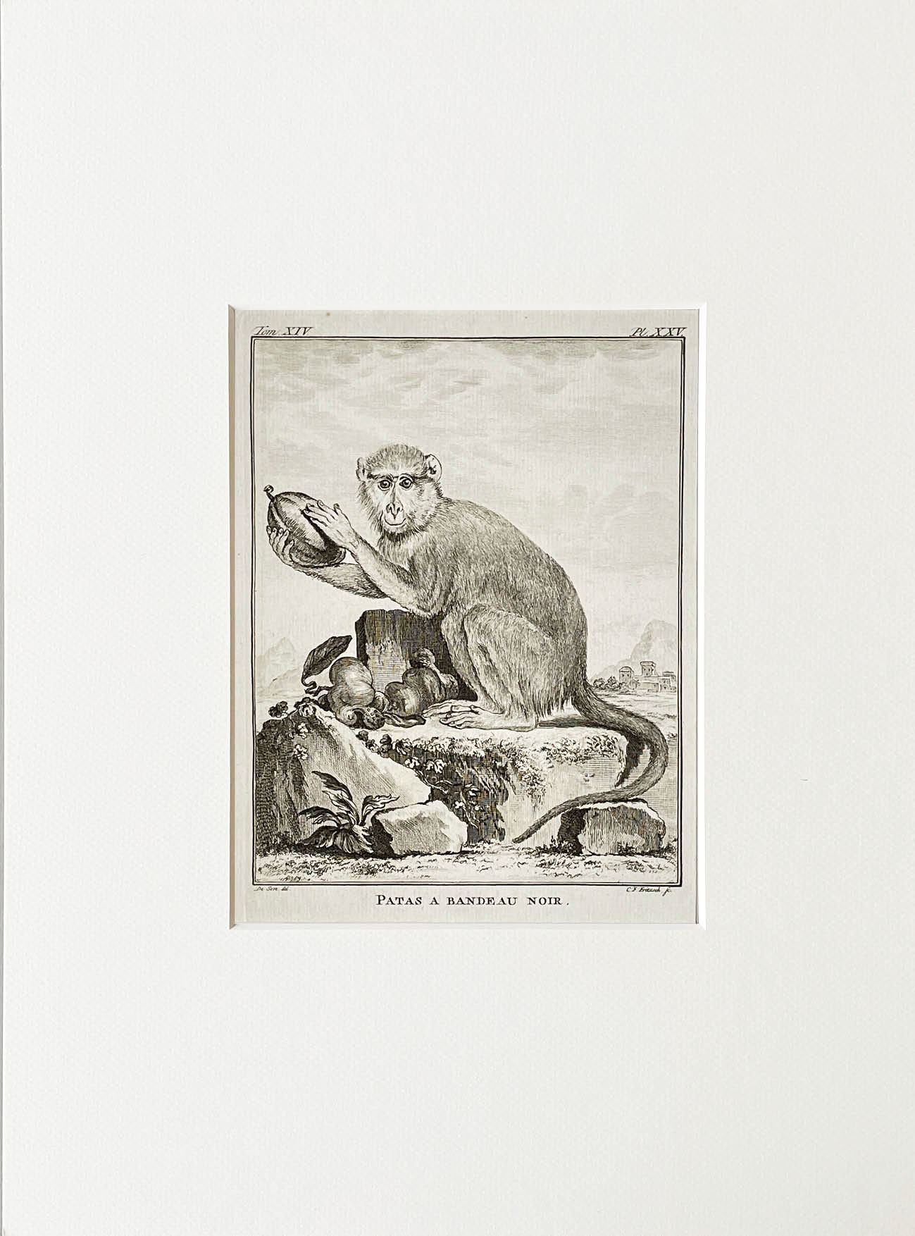 Etching De Seve 1783 for Du Buffon Natural History