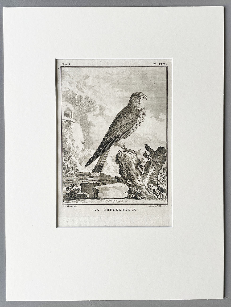 Thumbnail: Etching De Seve 1801 for Du Buffon Natural History