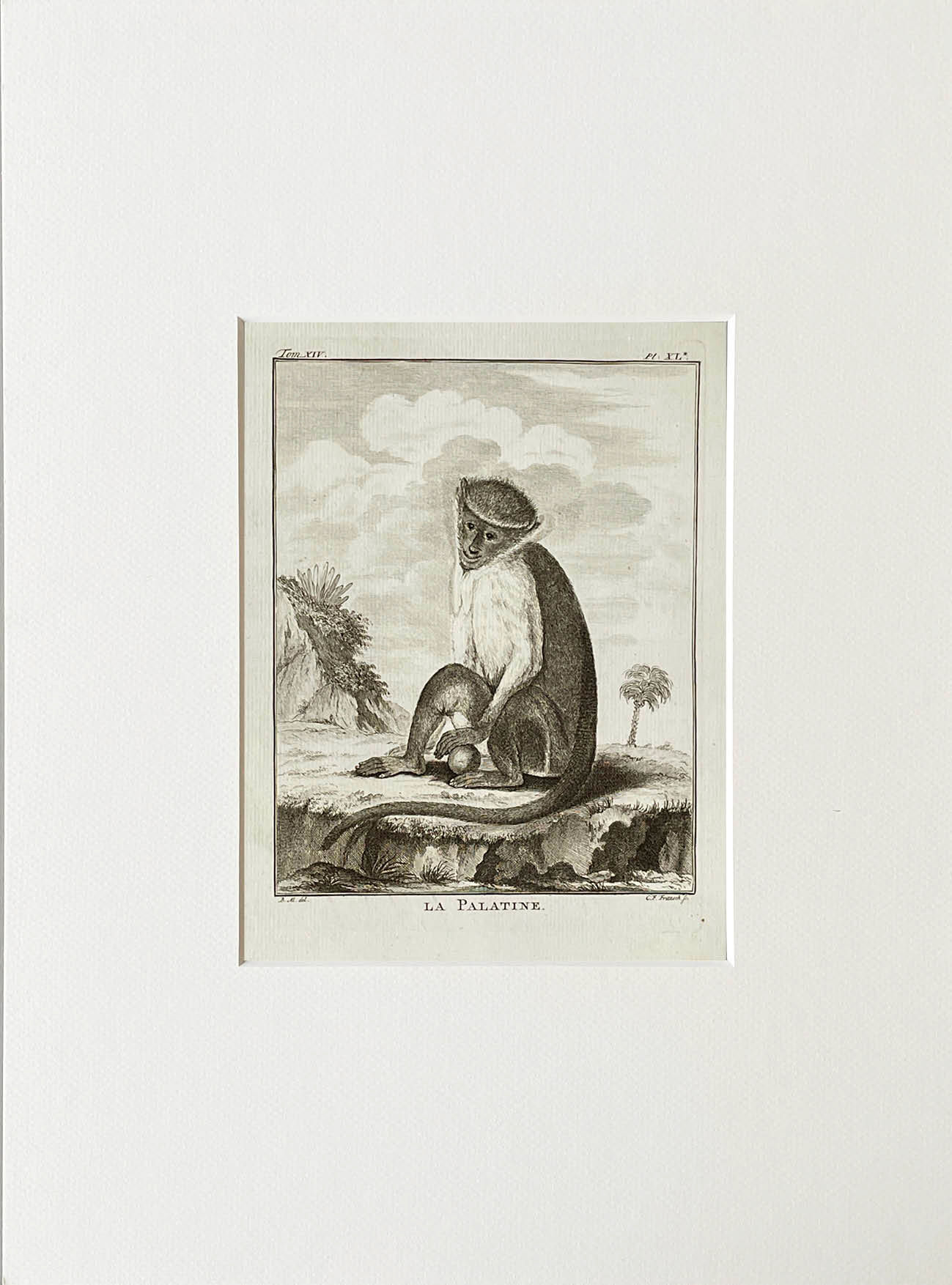 Etching De Seve 1783 for Du Buffon Natural History