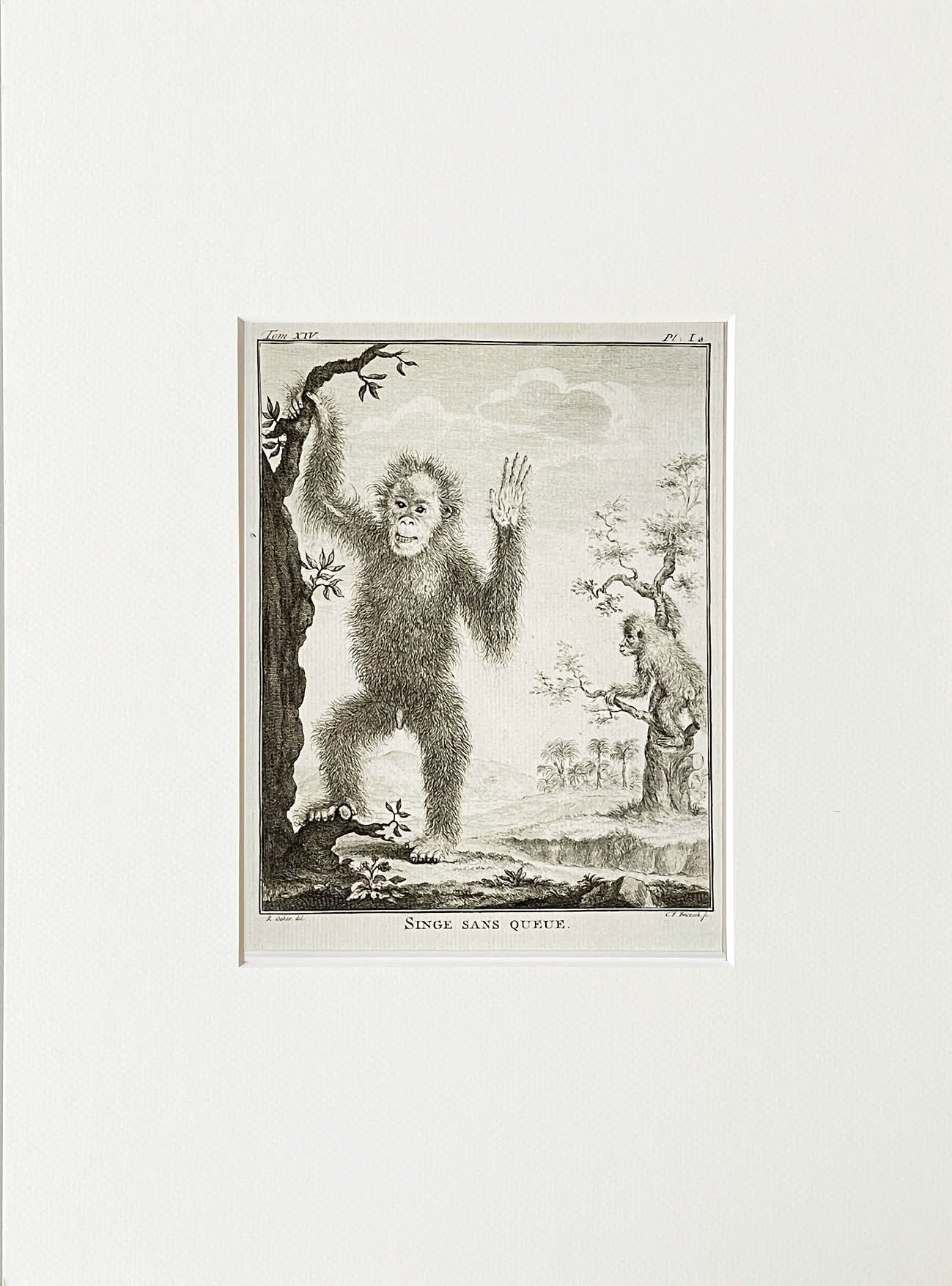 Etching De Seve 1783 for Du Buffon Natural History