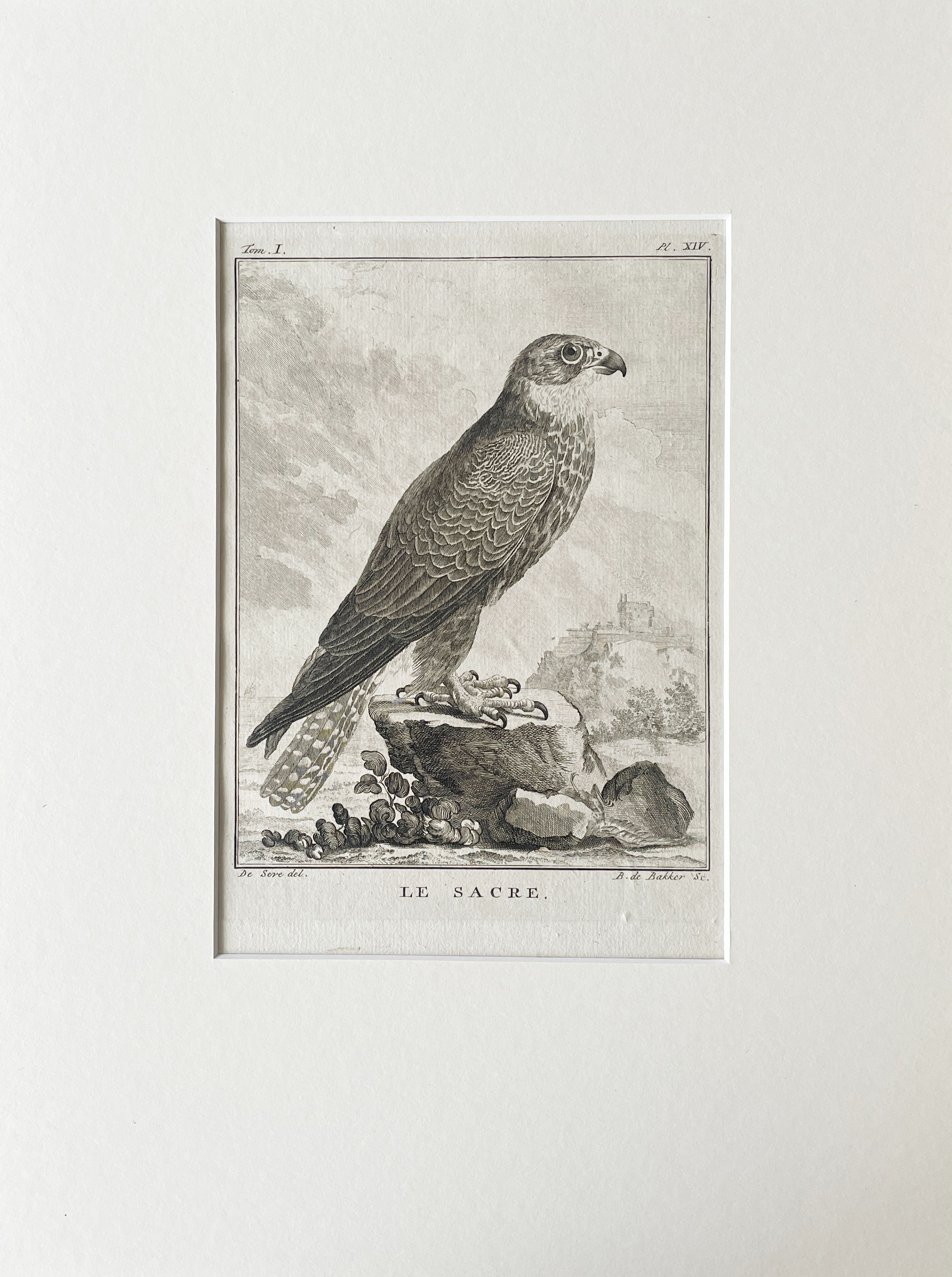 Etching De Seve 1801 for Du Buffon Natural History