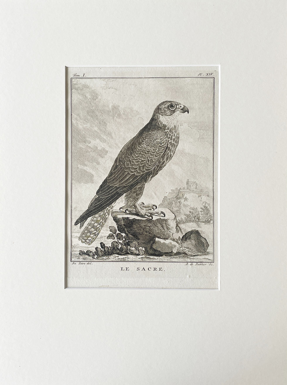 Thumbnail: Etching De Seve 1801 for Du Buffon Natural History
