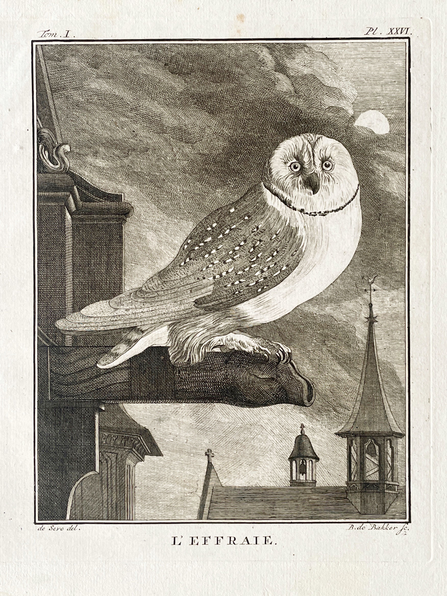 Etching De Seve 1801 for Du Buffon Natural History