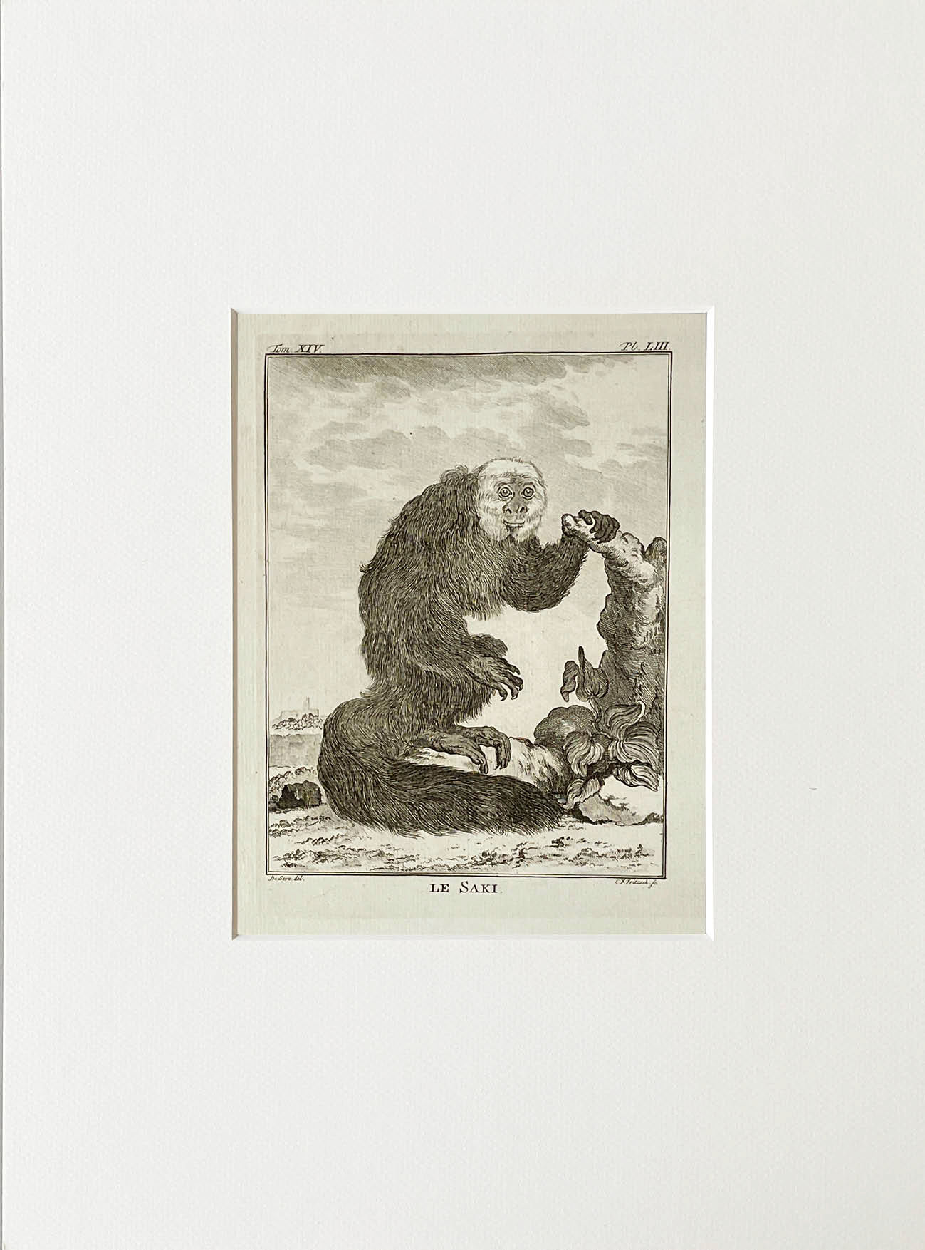 Etching De Seve 1783 for Du Buffon Natural History