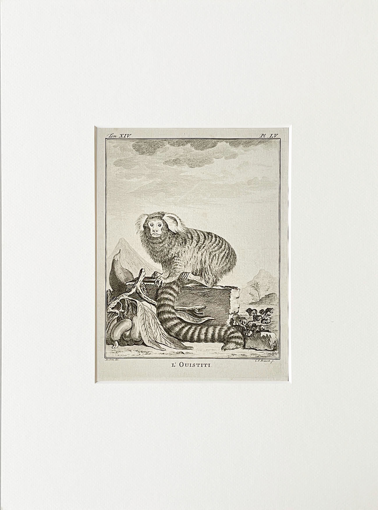 Etching De Seve 1783 for Du Buffon Natural History