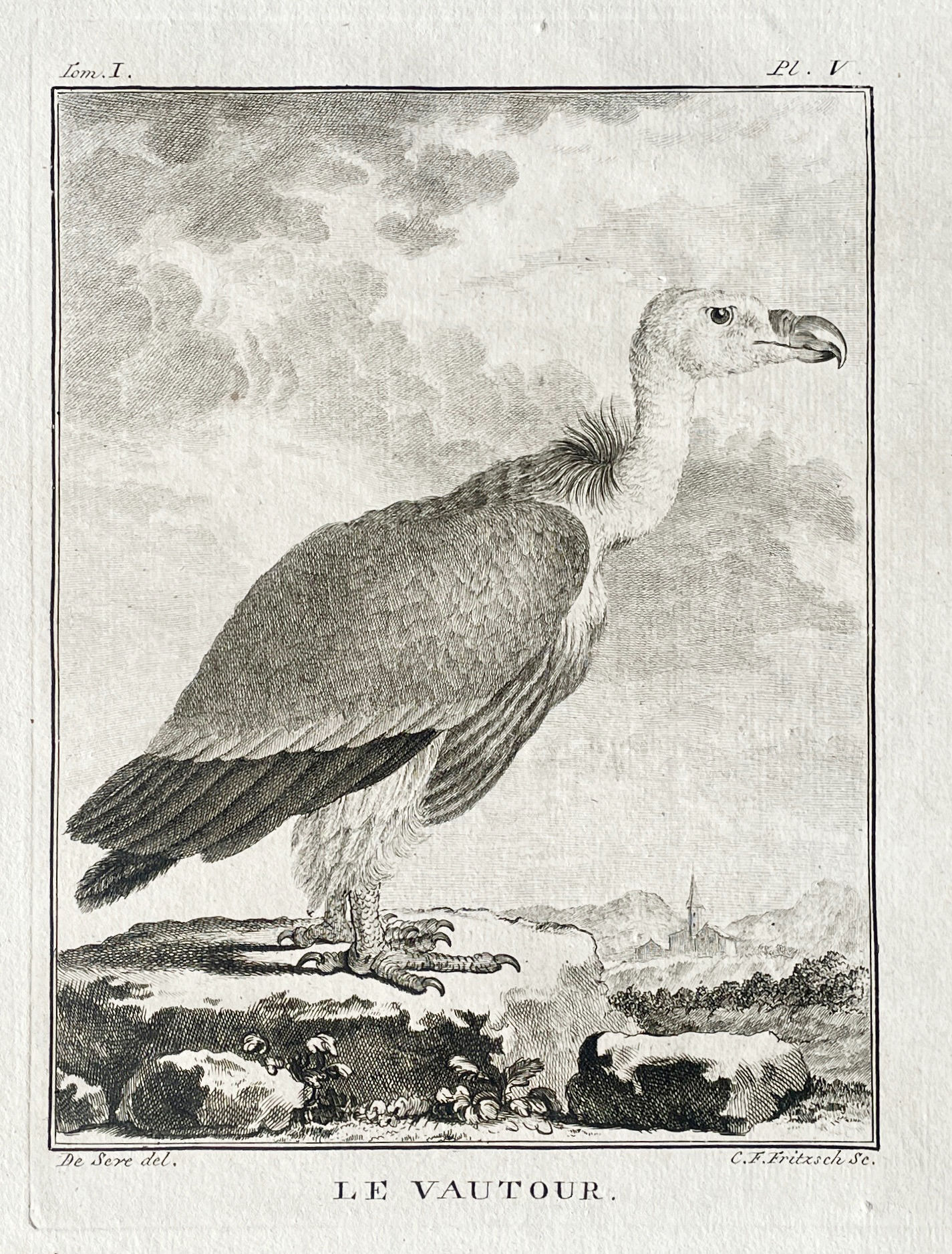 Etching De Seve 1801 for Du Buffon Natural History