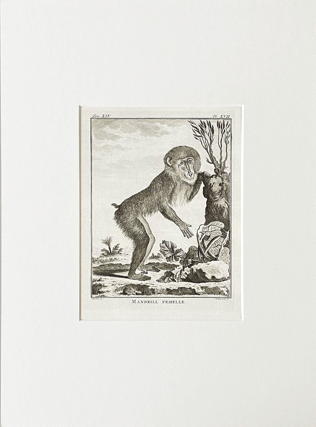 Etching De Seve 1783 for Du Buffon Natural History