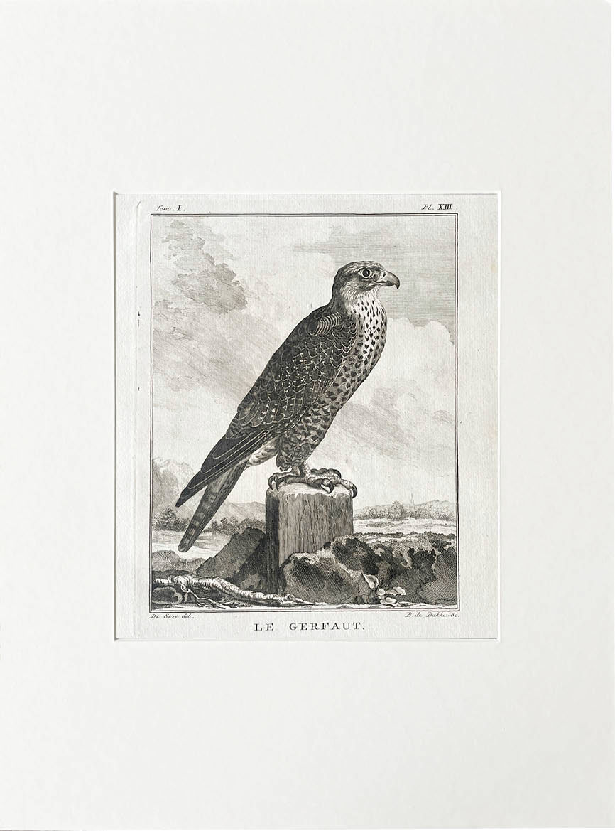 Etching De Seve 1801 for Du Buffon Natural History