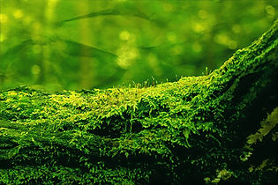 moss glow 2_edited_edited_edited.jpg