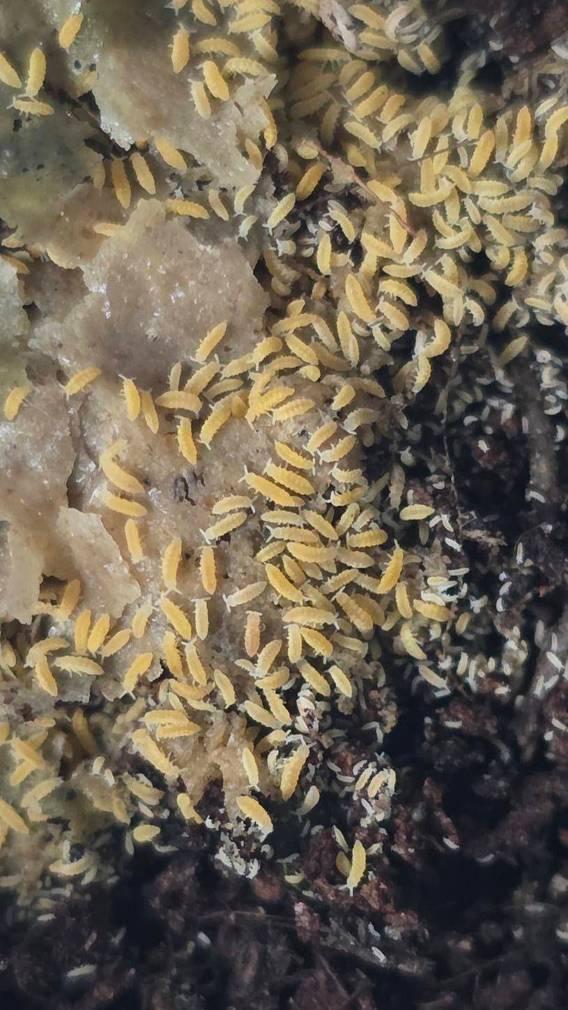 Ceratophysella sp. Yellow Albino, collemboles jaunes tropicales détritivores en élevage bioactif