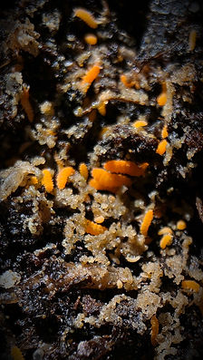 Catégorie collemboles