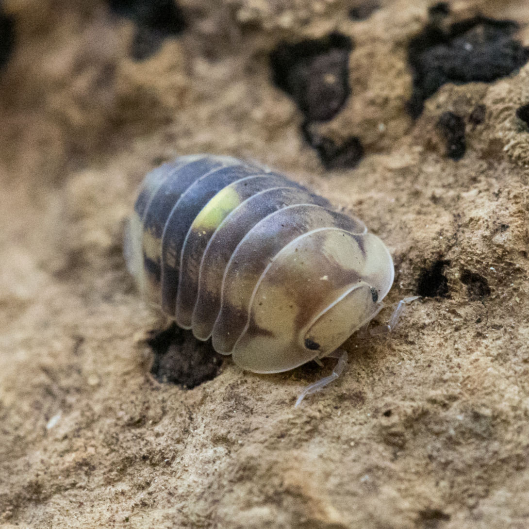 Vue rapprochée du Cubaris Amber Firefly révélant sa coloration ambre et son marquage jaune lumineux