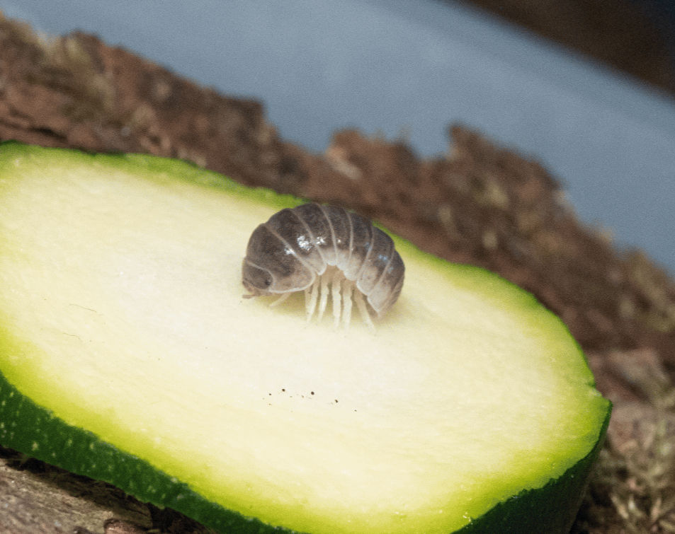 ARMADILLO Cyprus Hallumi