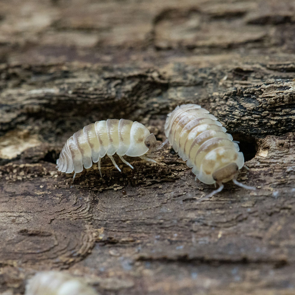 groupe de cloportes Armadillidium espanyoli Marbleized sur écorce