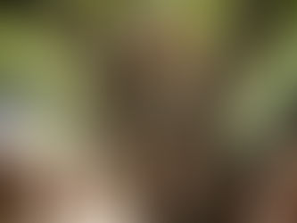 Zaqueo: El Hombre Que Subió a un Árbol Para Encontrar el Cielo