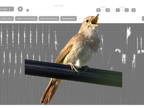 Cinq expériences à réaliser avec le spectrogramme de FizziQ Web