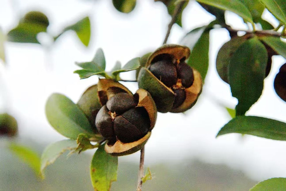 Thumbnail: Camellia seed on the tree