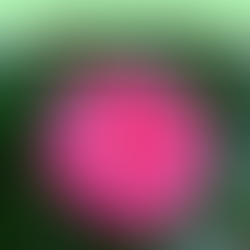 a hot pink Japanese camellia flower