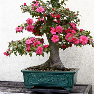 Japanese camellia blossom