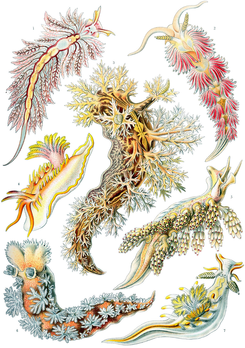Meeresschnecken - Ernst Haeckel Kunstformen der Natur 1904 Nudibranchia Nudibranch Illustrated Plate 43