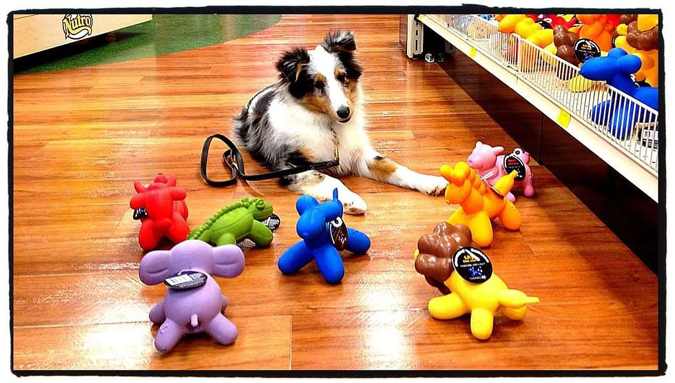 Eye-level view of a confident dog sitting near a toy