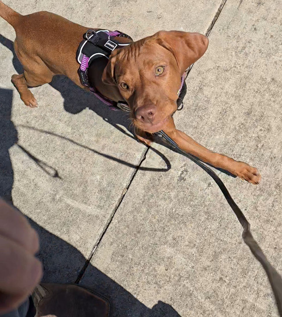 High angle view of a dog and owner practicing training commands outdoors