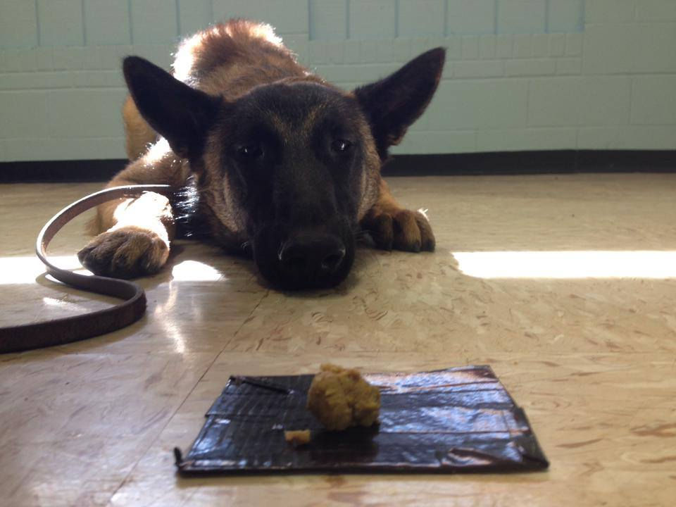 Close-up view of treats scattered near a dog’s food bowl