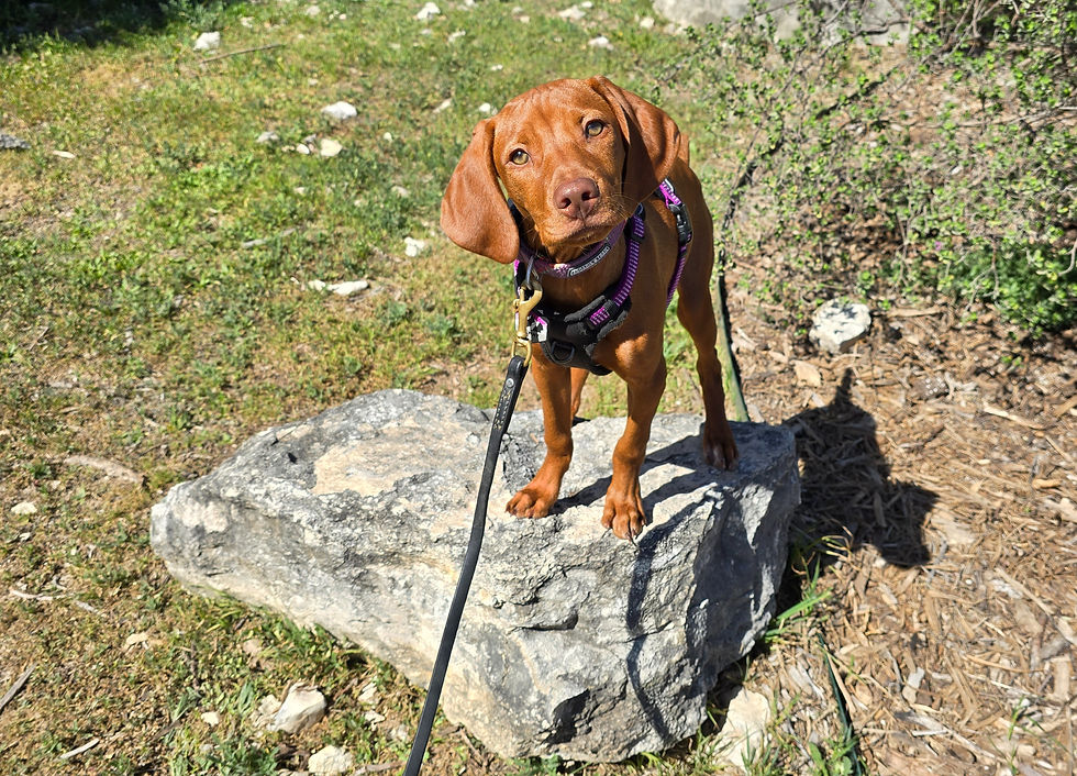 Close-up view of a dog learning commands during a training session