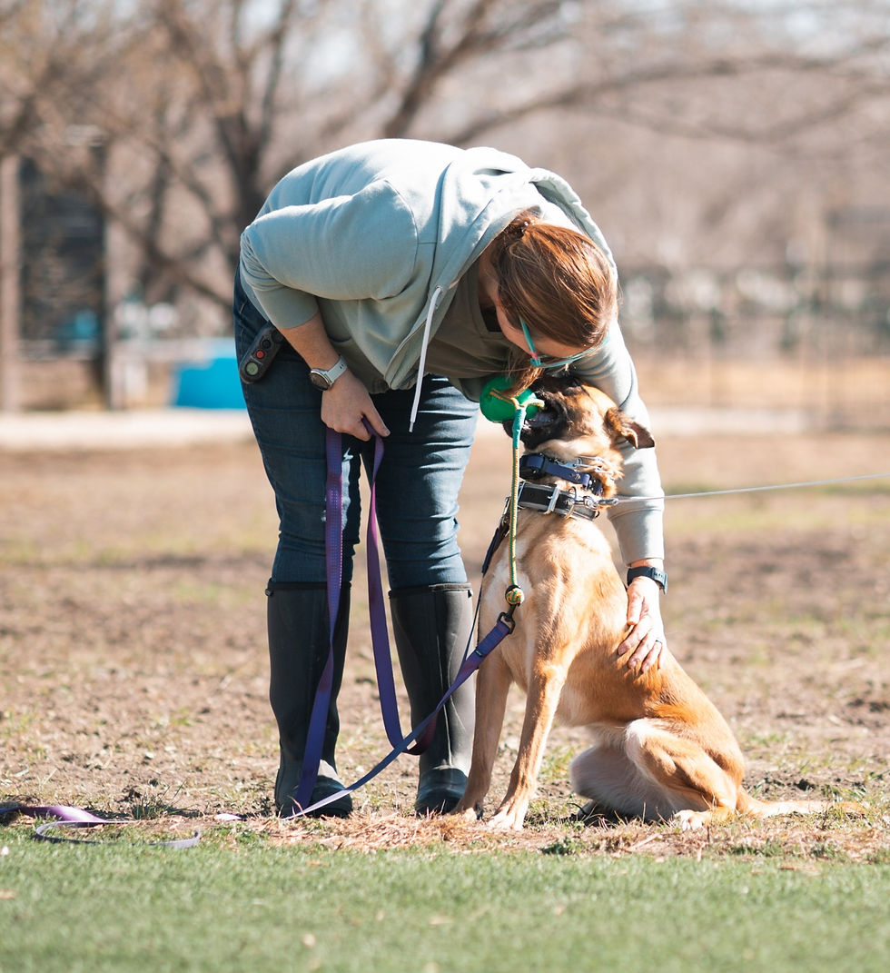 Wide angle view of a dog and owner happily playing in a sunny park