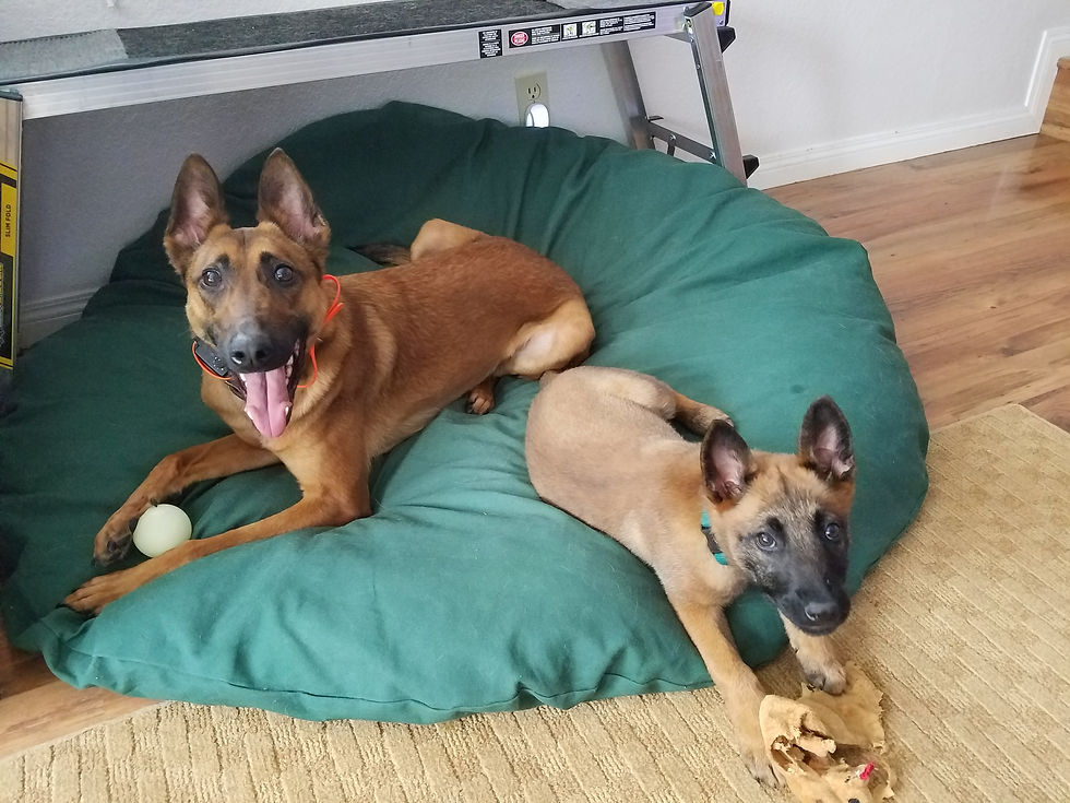 Wide-angle view of a tranquil training environment for dogs