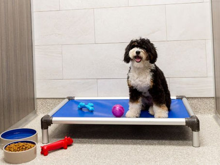 Choosing the Best Boarding Services for Dogs