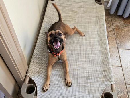 Small dog on a bed in training