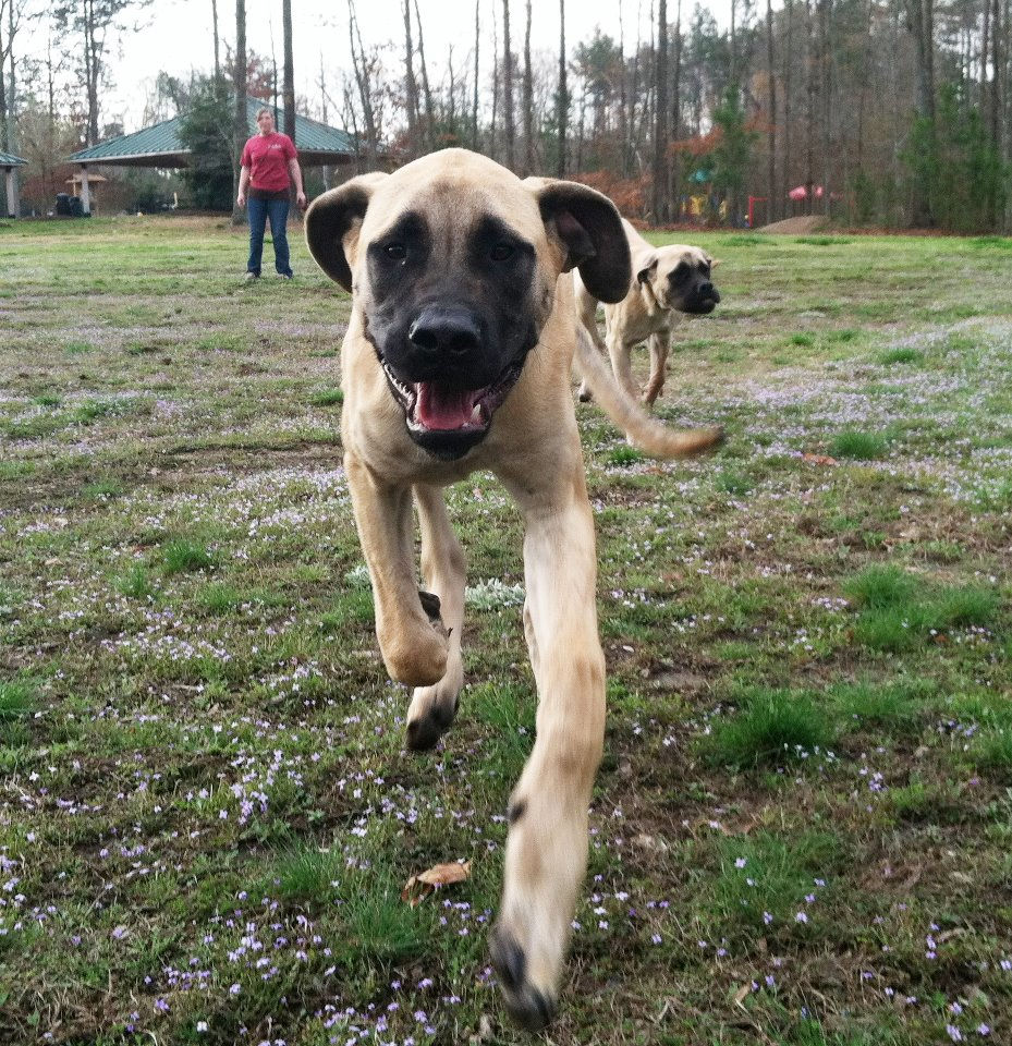 Eye-level view of a dog trainer working with a dog in a training yard