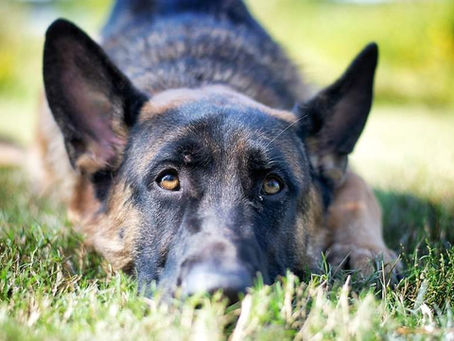 German Shepherd laying in the grass