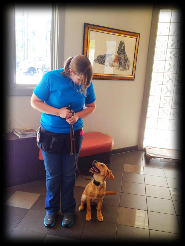Eye-level view of a dog trainer working with a puppy in a training session