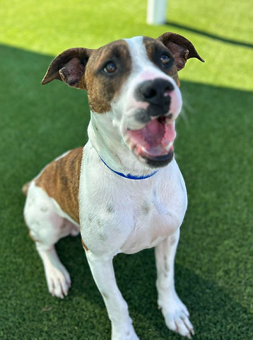 Luther, a long -stay rescue dog availble for adoption and transport out fo state.