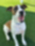 Luther, adoptable Texas rescue dog — transport included to NJ NY CT VT PA DE VA OH MI IL WI ID MT UT WY WA OR.