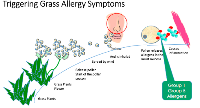 Spring Pollen Rash Spring is approaching and your allergies may be flaring up- we can help.