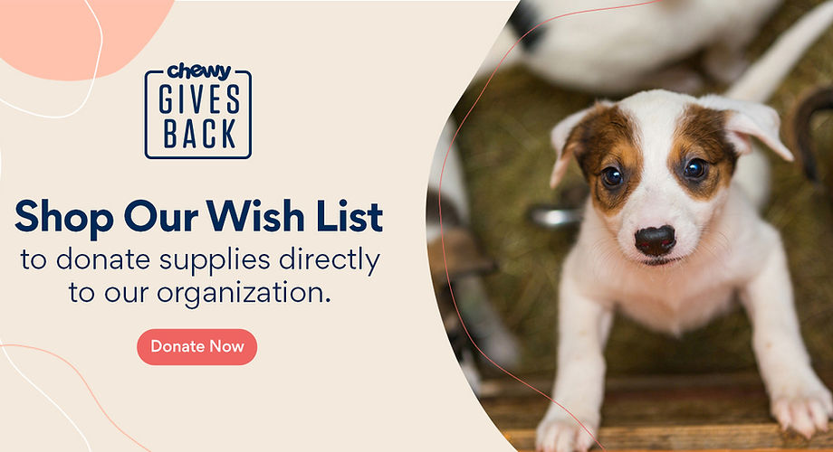 chewy-gives-back-dog-1200x630 (3).jpg