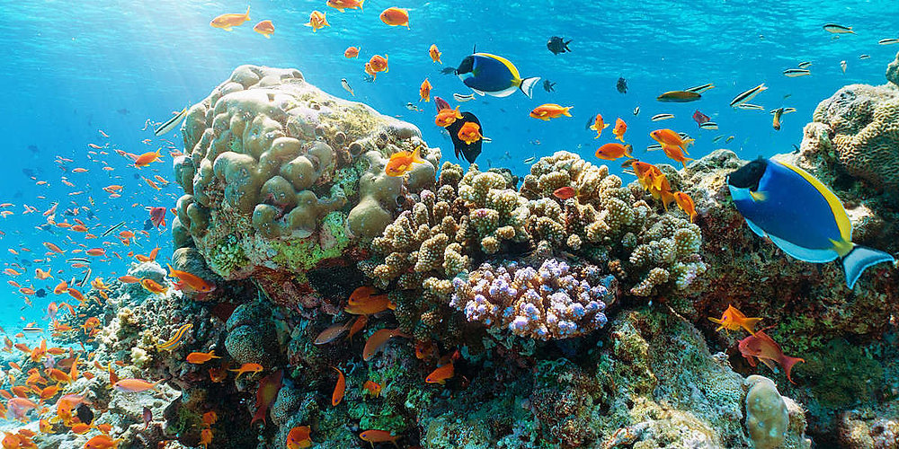 UN SDG 14: Life below water | Best Practices & Business Implications