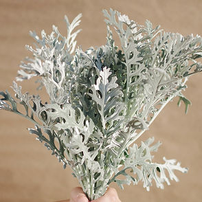 Dusty Miller Lacey Leaf 2_edited.jpg