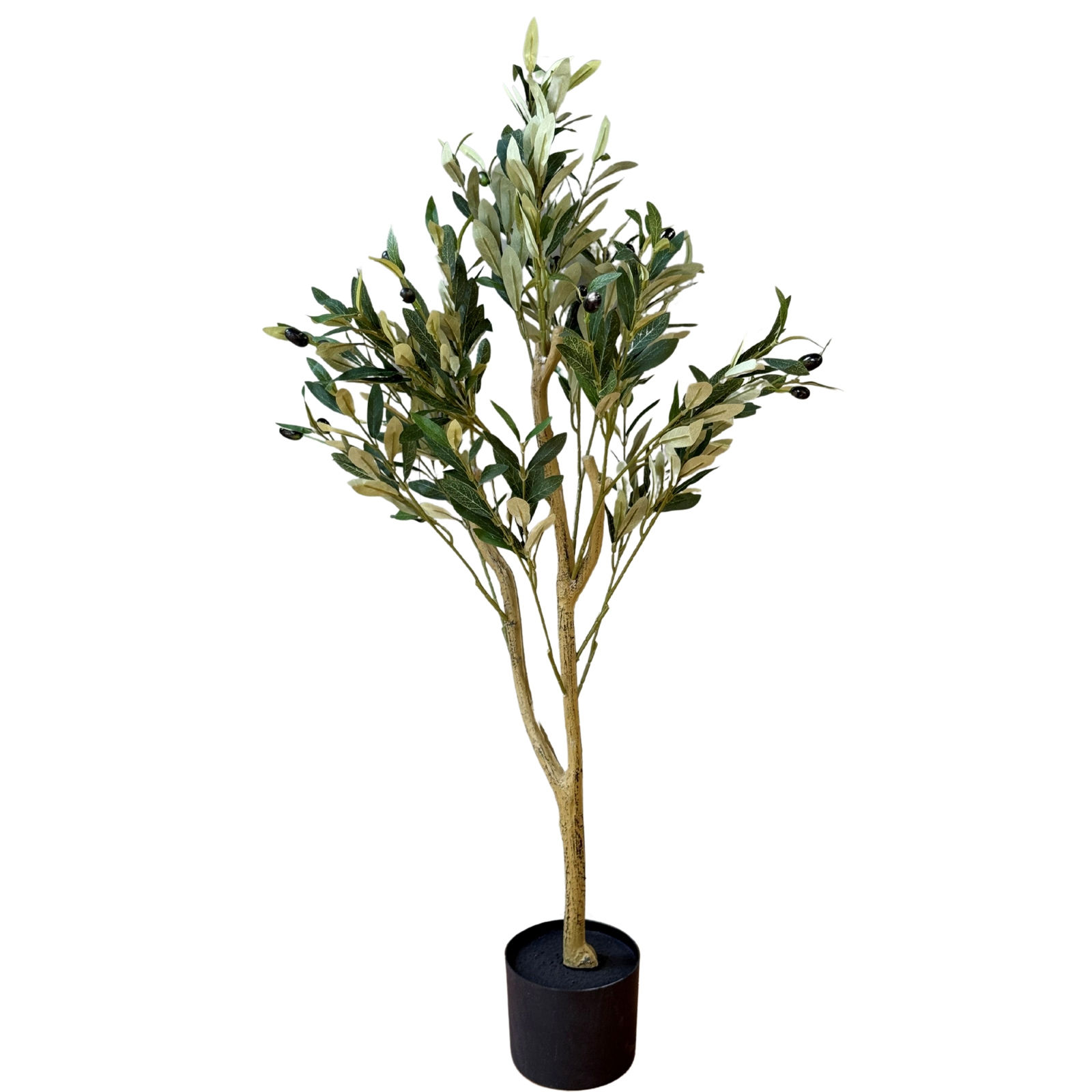Calabria Small Olive Tree