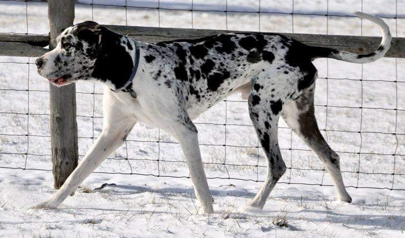 Kodi Odie’s Gentle Giant