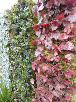 おしゃれな壁面緑化　久留米市