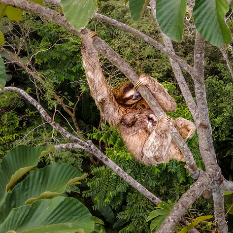 potovanje-kostarika-lenivec.jpg