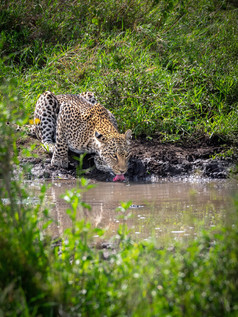 afriški leopard pije vodo iz rjave luže sredi parka Serengeti v Tanzaniji
