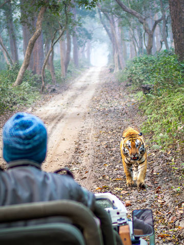 mož z modro kapo iz džipa opazuje bengalskega tigra, ki hodi proti vozilu, v ozadju pot skozi gozd