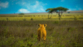 lev sredi savane odhaja v smeri črede gnujev v tanzanijskem Serengetiju