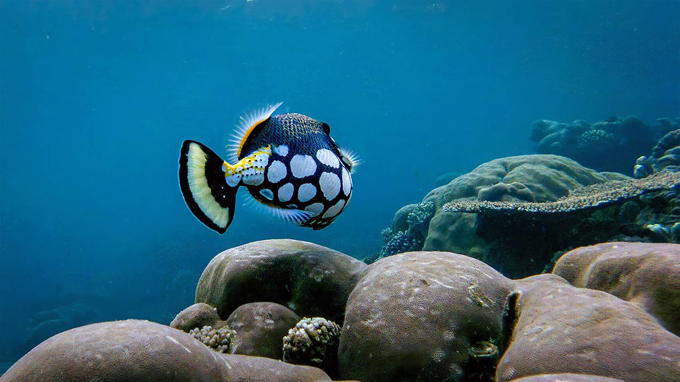 potovanje-raja-ampat-clown-triggerfish-16-9 (1).jpg