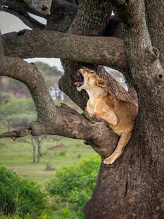 levinja leži in zeha v krošnji debelih vej drevesa sredi parka Serengeti v Tanzaniji